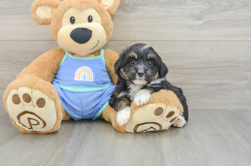 6 week old Mini Aussiedoodle Puppy For Sale - Simply Southern Pups