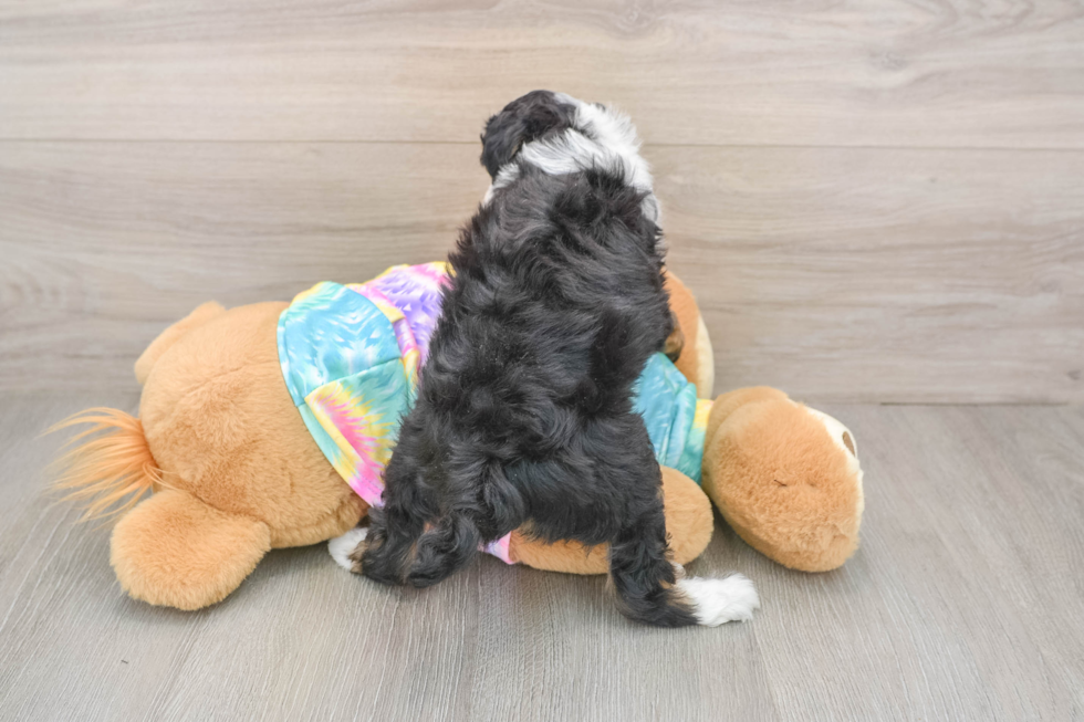 Little Mini Aussiepoo Poodle Mix Puppy