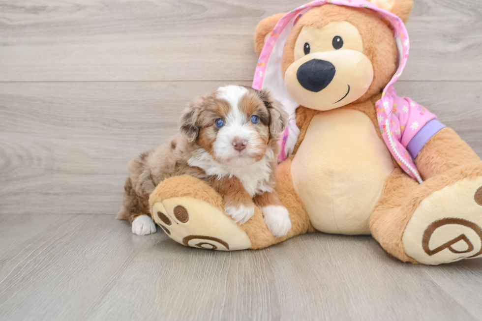 Fluffy Mini Aussiedoodle Poodle Mix Pup