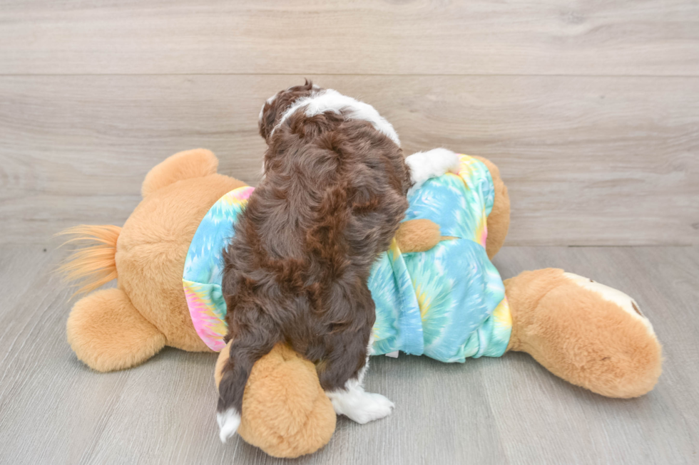 Best Mini Aussiedoodle Baby