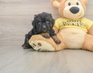 6 week old Mini Aussiedoodle Puppy For Sale - Simply Southern Pups
