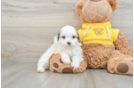 Mini Aussiedoodle Puppy for Adoption