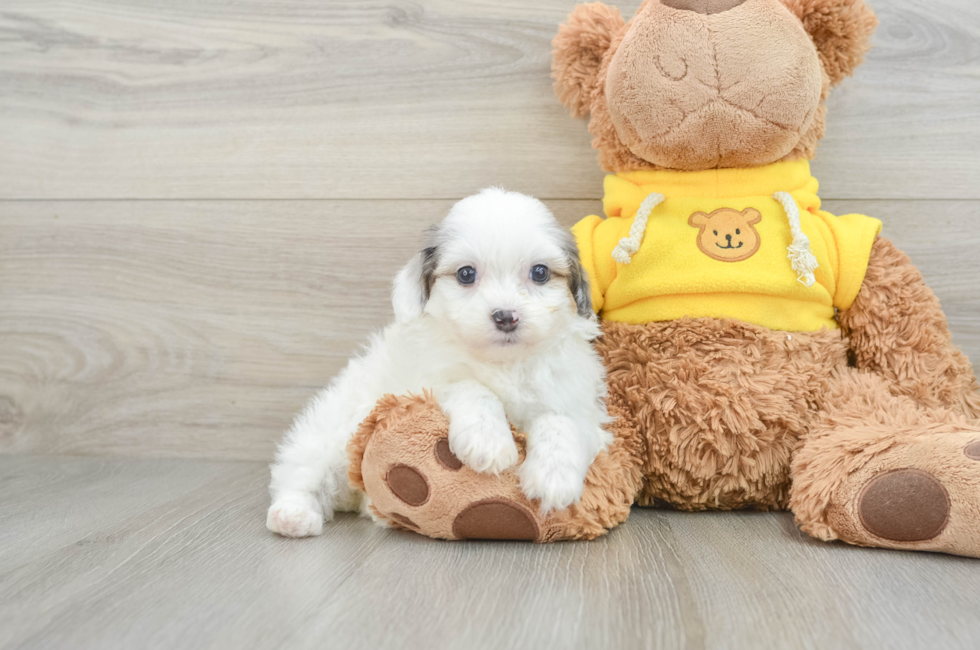 6 week old Mini Aussiedoodle Puppy For Sale - Simply Southern Pups