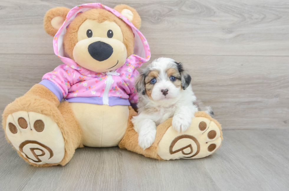 5 week old Mini Aussiedoodle Puppy For Sale - Simply Southern Pups