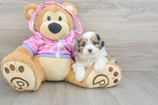 Funny Mini Aussiedoodle Poodle Mix Pup