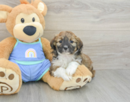 6 week old Mini Aussiedoodle Puppy For Sale - Simply Southern Pups