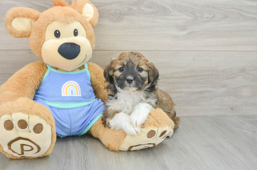 6 week old Mini Aussiedoodle Puppy For Sale - Simply Southern Pups