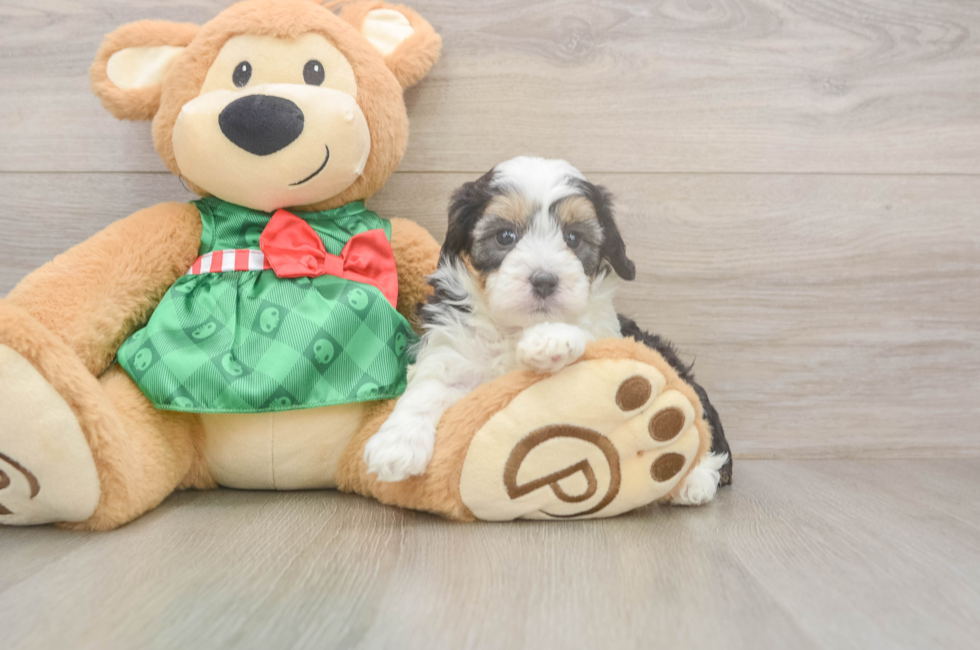 5 week old Mini Aussiedoodle Puppy For Sale - Simply Southern Pups