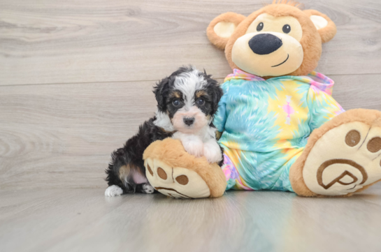 Mini Aussiedoodle Pup Being Cute