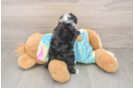 Mini Aussiedoodle Puppy for Adoption
