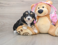 6 week old Mini Aussiedoodle Puppy For Sale - Simply Southern Pups