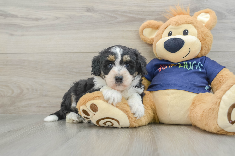 6 week old Mini Aussiedoodle Puppy For Sale - Simply Southern Pups