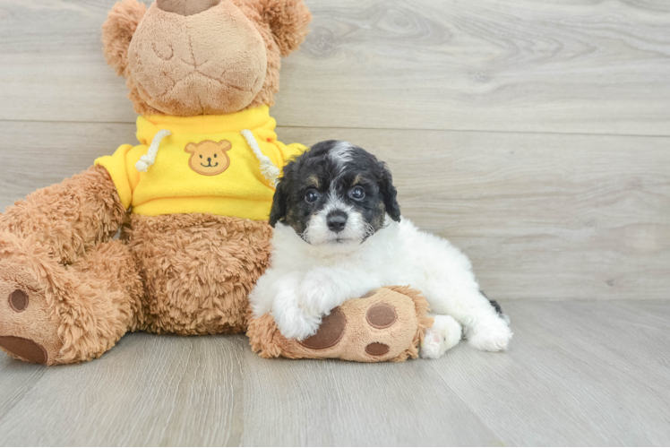 Small Mini Aussiedoodle Baby