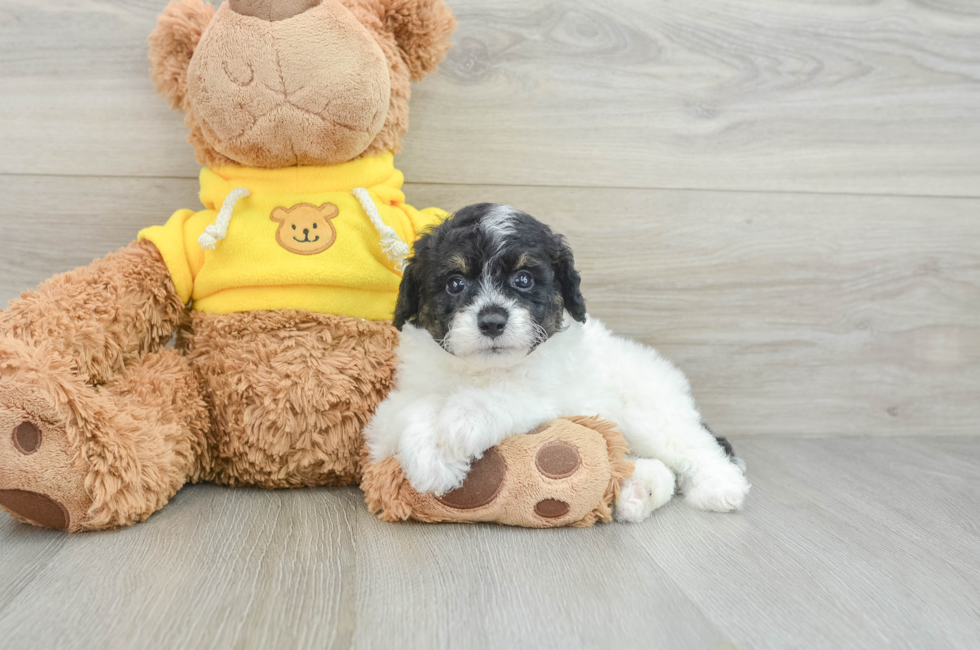 8 week old Mini Aussiedoodle Puppy For Sale - Simply Southern Pups