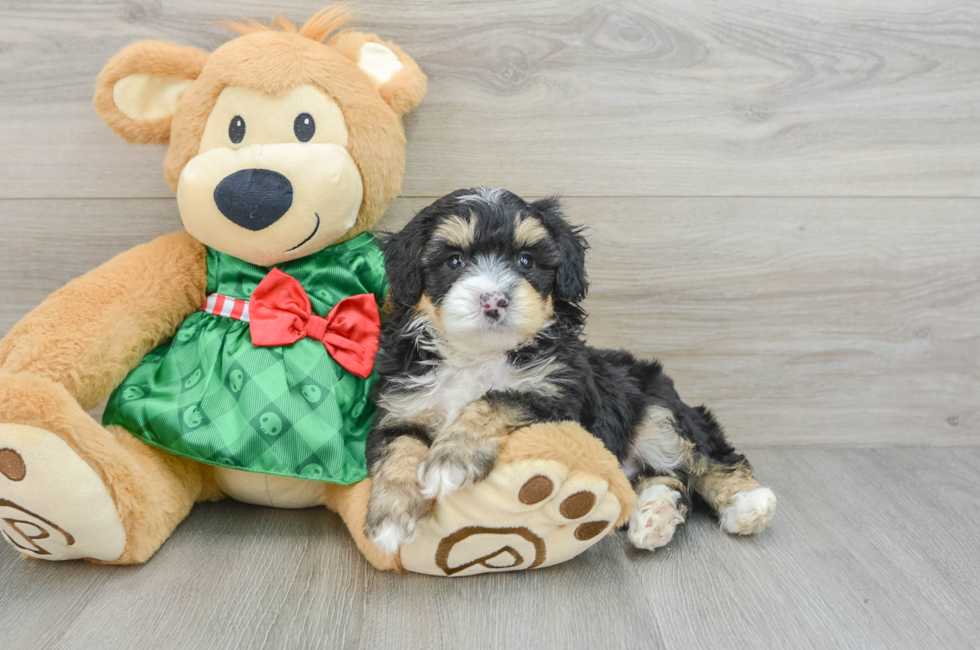 5 week old Mini Aussiedoodle Puppy For Sale - Simply Southern Pups