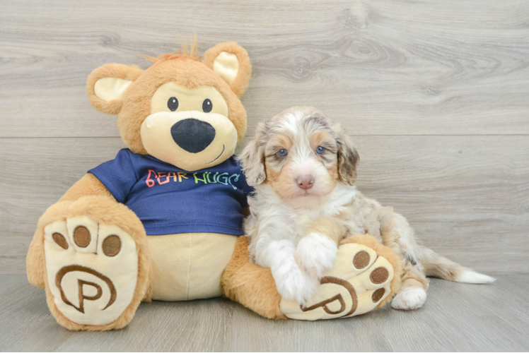 Best Mini Aussiedoodle Baby