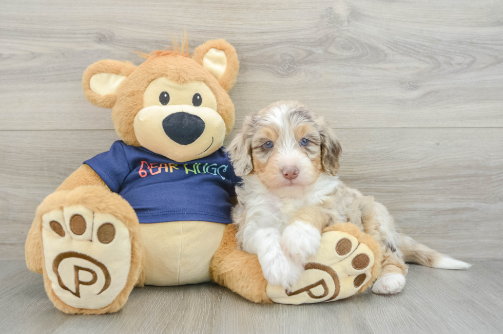 6 week old Mini Aussiedoodle Puppy For Sale - Simply Southern Pups