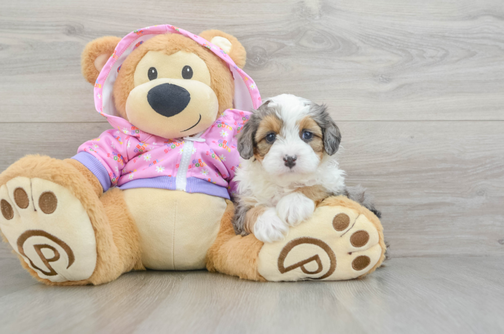 5 week old Mini Aussiedoodle Puppy For Sale - Simply Southern Pups