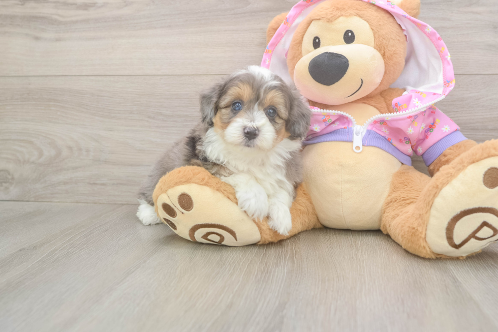 Meet Kelty - our Mini Aussiedoodle Puppy Photo  1/3 - Simply Southern Pups Friendly Mini Aussiedoodle Baby