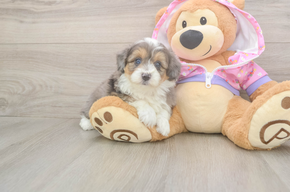 5 week old Mini Aussiedoodle Puppy For Sale - Simply Southern Pups