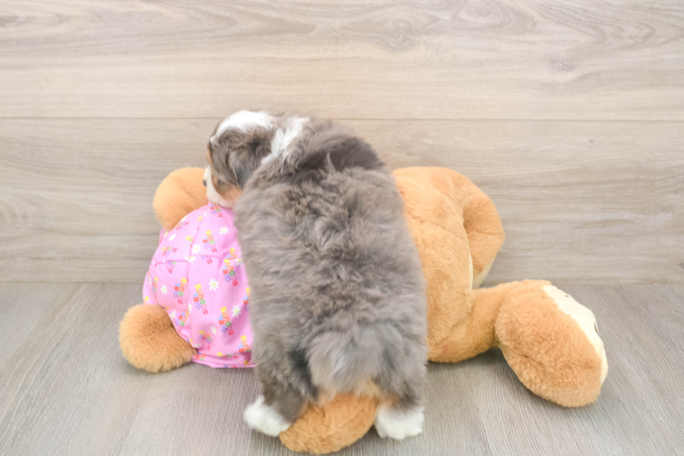 Meet Kelty - our Mini Aussiedoodle Puppy Photo  3/3 - Simply Southern Pups Best Mini Aussiedoodle Baby