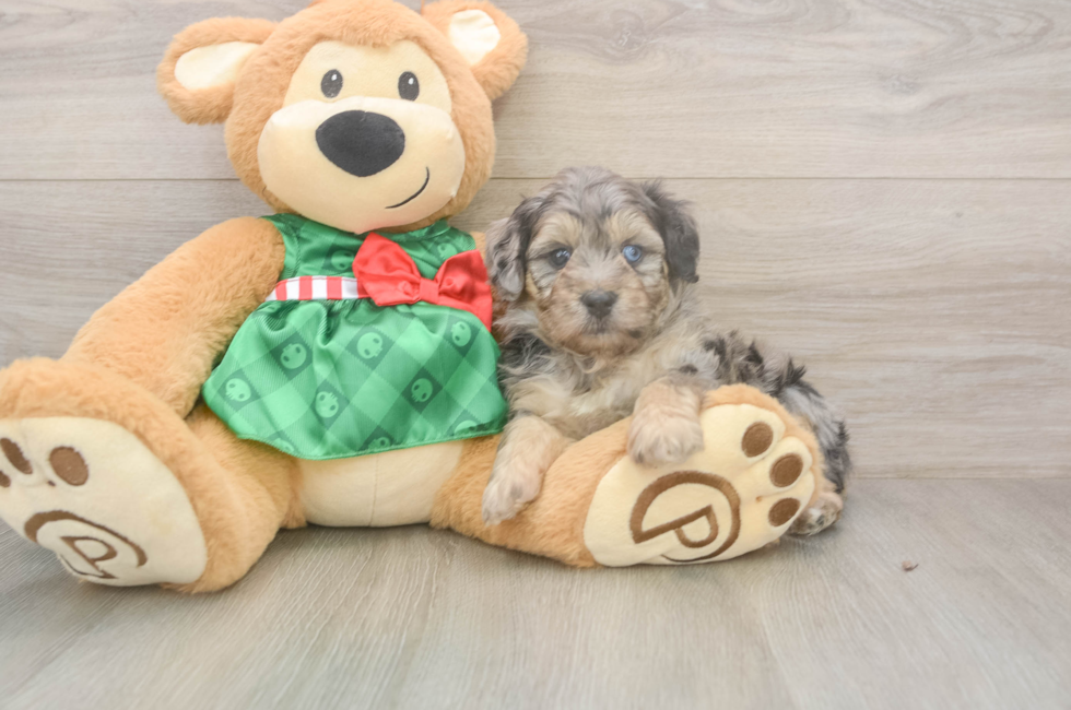 5 week old Mini Aussiedoodle Puppy For Sale - Simply Southern Pups