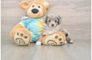 Best Mini Aussiedoodle Baby