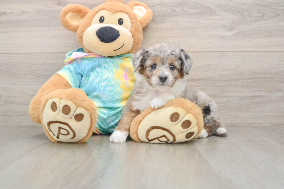 Best Mini Aussiedoodle Baby