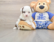 8 week old Mini Aussiedoodle Puppy For Sale - Simply Southern Pups