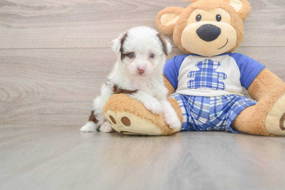 Energetic Aussiepoo Poodle Mix Puppy
