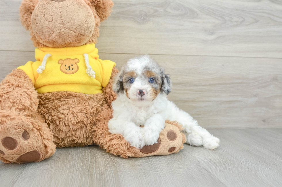 6 week old Mini Aussiedoodle Puppy For Sale - Simply Southern Pups