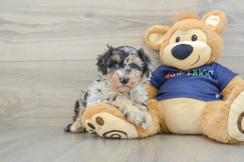 Best Mini Aussiedoodle Baby