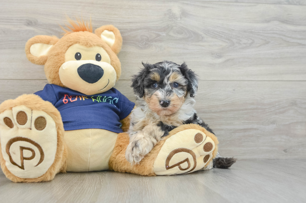 6 week old Mini Aussiedoodle Puppy For Sale - Simply Southern Pups