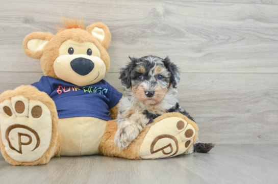 Cute Mini Aussiedoodle Baby