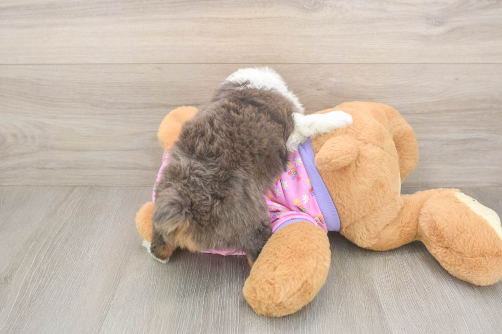 Meet Koby - our Mini Aussiedoodle Puppy Photo  3/3 - Simply Southern Pups Petite Mini Aussiedoodle Poodle Mix Pup