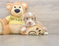 8 week old Mini Aussiedoodle Puppy For Sale - Simply Southern Pups