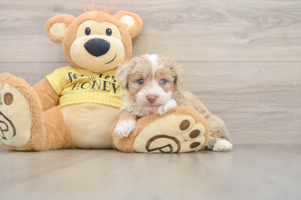 Mini Aussiedoodle Pup Being Cute