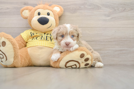 Mini Aussiedoodle Pup Being Cute