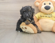 6 week old Mini Aussiedoodle Puppy For Sale - Simply Southern Pups