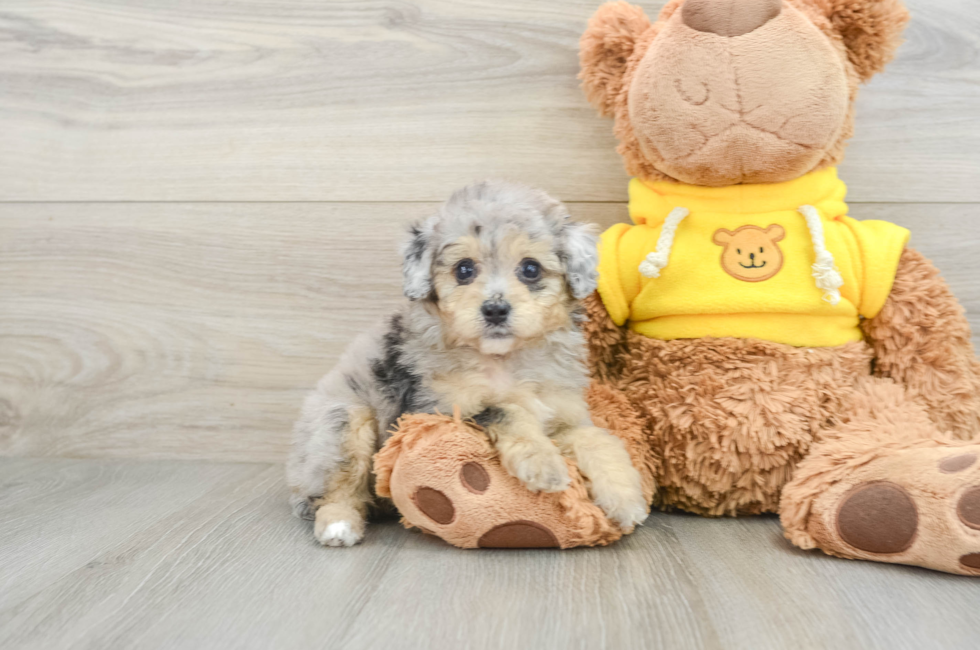 6 week old Mini Aussiedoodle Puppy For Sale - Simply Southern Pups