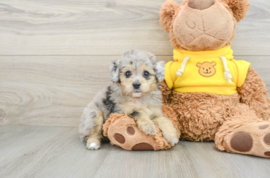 Best Mini Aussiedoodle Baby