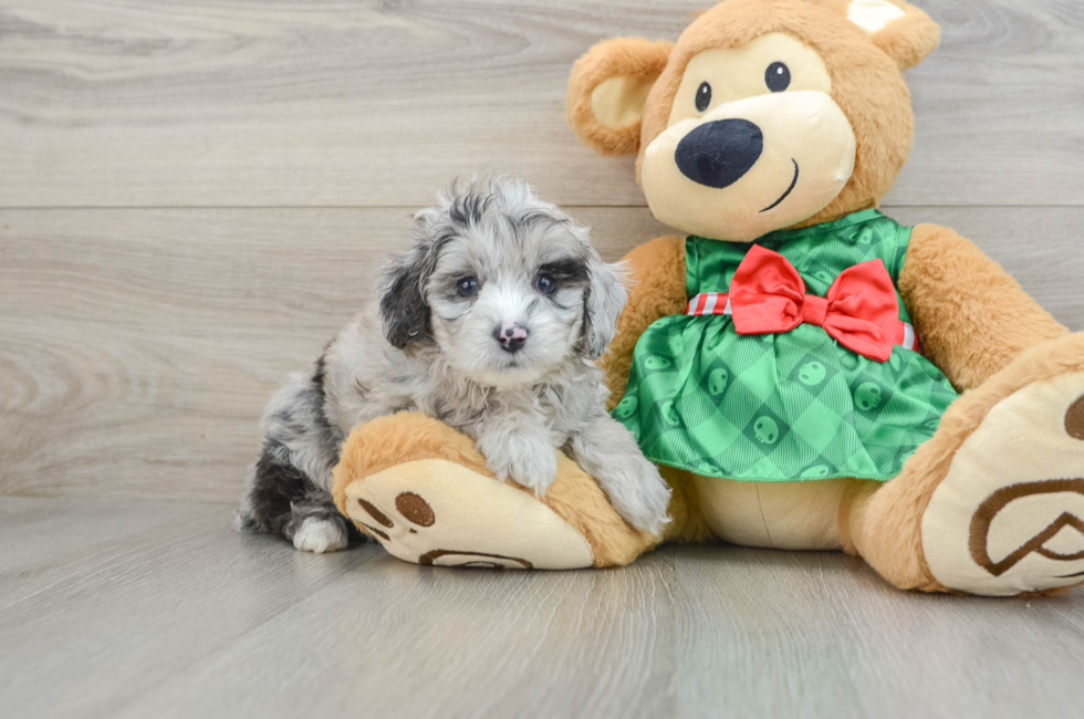 5 week old Mini Aussiedoodle Puppy For Sale - Simply Southern Pups