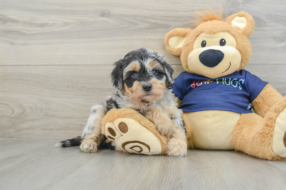 6 week old Mini Aussiedoodle Puppy For Sale - Simply Southern Pups