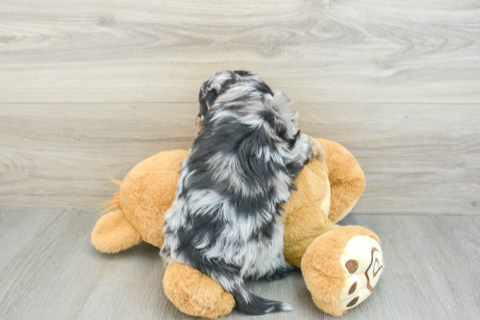 Little Mini Aussiepoo Poodle Mix Puppy