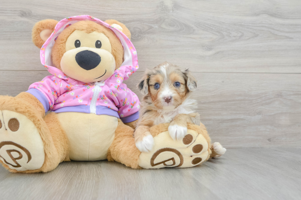 5 week old Mini Aussiedoodle Puppy For Sale - Simply Southern Pups