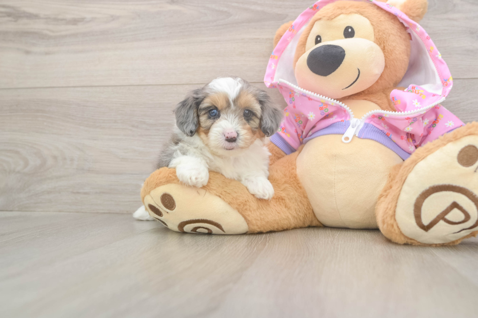 Meet Kova - our Mini Aussiedoodle Puppy Photo  1/3 - Simply Southern Pups Playful Mini Aussiepoodle Poodle Mix Puppy