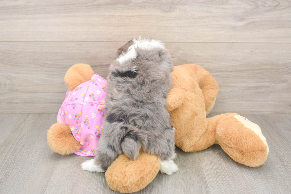 Meet Kova - our Mini Aussiedoodle Puppy Photo  3/3 - Simply Southern Pups Petite Mini Aussiedoodle Poodle Mix Pup