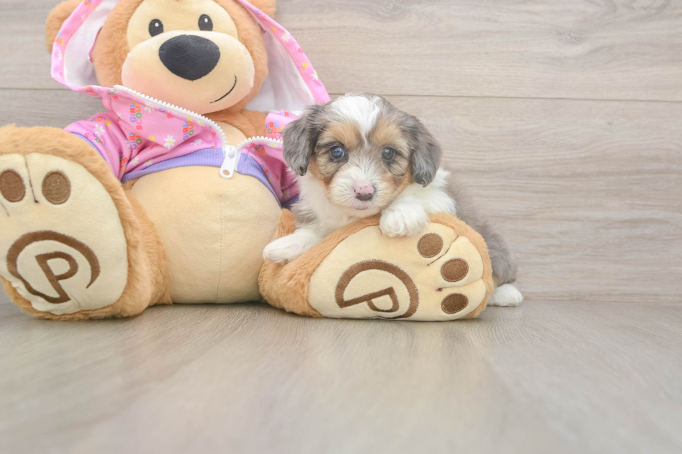Meet Kova - our Mini Aussiedoodle Puppy Photo  2/3 - Simply Southern Pups Adorable Mini Australian Shepherd X Poodle Mix Poodle Mix Puppy