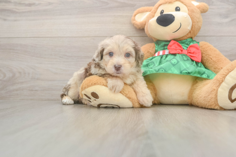 Hypoallergenic Aussiepoo Poodle Mix Puppy
