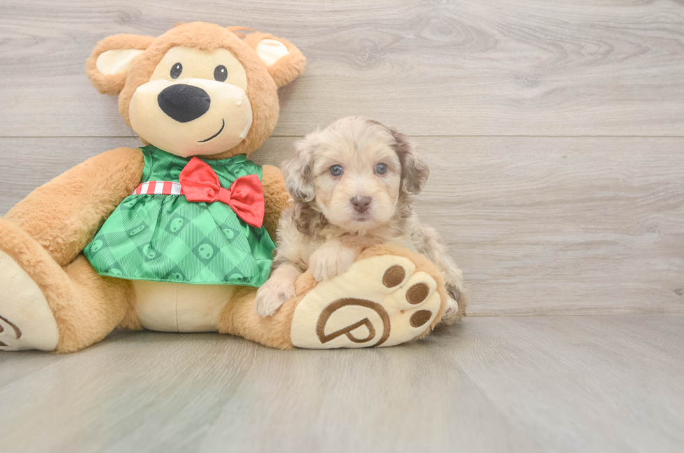 5 week old Mini Aussiedoodle Puppy For Sale - Simply Southern Pups